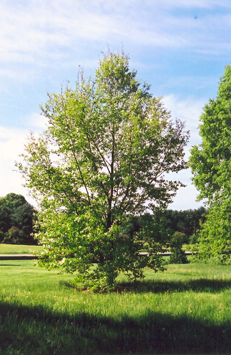  size photo of Turkey Oak (Quercus cerris) at Lakeshore Garden Centres