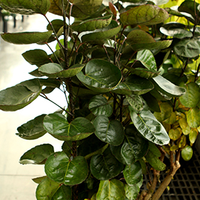 Plant Photo 10