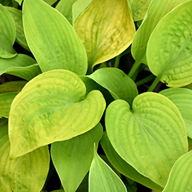 Plant Photo 2