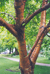 Amur Cherry (Prunus maackii) at Stonegate Gardens