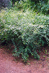 European Cotoneaster (Cotoneaster integerrimus) at Stonegate Gardens