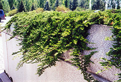 Prince of Wales Juniper (Juniperus horizontalis 'Prince of Wales') at Stonegate Gardens