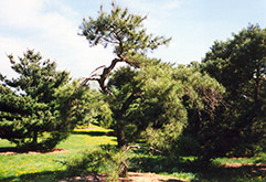 Japanese Red Pine (Pinus densiflora) at Stonegate Gardens