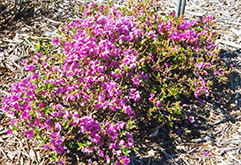 Compact Dwarf Rhododendron (Rhododendron 'Compact Dwarf') at Stonegate Gardens