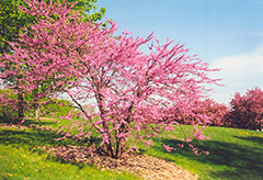 Northern Strain Redbud (Cercis canadensis 'Northern Strain') at Lakeshore Garden Centres