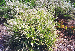 Dwarf Garland Spirea (Spiraea x arguta 'Compacta') at Stonegate Gardens
