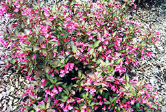 Rumba Weigela (Weigela florida 'Rumba') at Lakeshore Garden Centres
