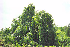 Parasol Beech (Fagus sylvatica 'Tortuosa') at Stonegate Gardens