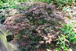 Cutleaf Japanese Maple (Acer palmatum 'Asplenifolium') at Lakeshore Garden Centres
