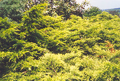 Golden Pfitzer Juniper (Juniperus x media 'Pfitzeriana Aurea') at A Very Successful Garden Center