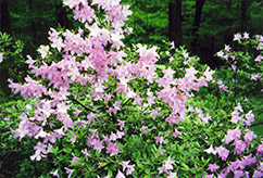Madame Butterfly Azalea (Rhododendron 'Madame Butterfly') at Stonegate Gardens
