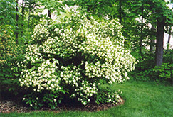 Arrowwood (Viburnum dentatum) at Stonegate Gardens