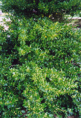 Wintercreeper (Euonymus fortunei) at Stonegate Gardens