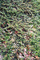 Spreading Cotoneaster (Cotoneaster divaricatus) at Stonegate Gardens