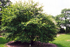 Hybrid Serviceberry (Amelanchier x grandiflora) at Stonegate Gardens