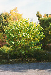 Fragrant Epaulette Tree (Pterostyrax hispida) at Stonegate Gardens