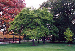 Kobus Magnolia (Magnolia kobus) at Stonegate Gardens