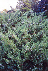 Maney Juniper (Juniperus chinensis 'Maney') at A Very Successful Garden Center