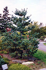 Maxi Dwarf Japanese White Pine (Pinus parviflora 'Maxi Dwarf') at Stonegate Gardens