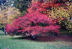 Spindle Tree (Euonymus europaeus) at Stonegate Gardens