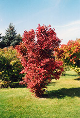 Onondaga Viburnum (Viburnum sargentii 'Onondaga') at Stonegate Gardens
