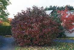 Siberian Dogwood (Cornus alba 'Sibirica') at Stonegate Gardens