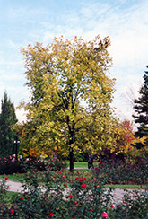 Golden Variegated Norway Maple (Acer platanoides 'Aureomarginatum') at Stonegate Gardens