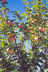 September Ruby Apple (Malus 'September Ruby') at Stonegate Gardens