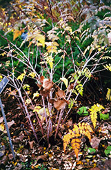 Silver Fern Ghost Bramble (Rubus thibetanus 'Silver Fern') at Stonegate Gardens