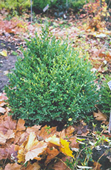 Alyce Boxwood (Buxus sempervirens 'Alyce') at Stonegate Gardens