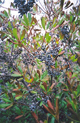 Northern Bayberry (Myrica pensylvanica) at Lakeshore Garden Centres