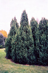 Candelabrica Juniper (Juniperus communis 'Candelabrica') at Stonegate Gardens
