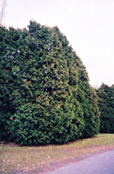 Oriental Arborvitae (Thuja orientalis) at Stonegate Gardens