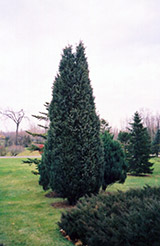 Pyramidal Chinese Juniper (Juniperus chinensis 'Pyramidalis') at Stonegate Gardens
