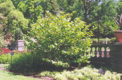 Princeton Gold Witchhazel (Hamamelis mollis 'Princeton Gold') at Stonegate Gardens