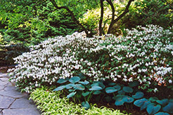 Deseree Rhododendron (Rhododendron mucronulatum 'Deseree') at Stonegate Gardens