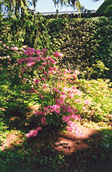 Ghent Hybrid Azalea (Rhododendron x gandavense) at Stonegate Gardens