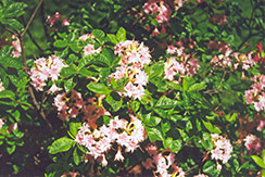 Circus Azalea (Rhododendron x gandavense 'Circus') at Stonegate Gardens