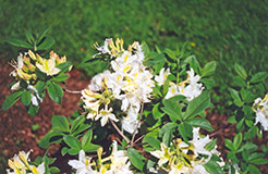 Daviesi Azalea (Rhododendron x gandavense 'Daviesi') at Stonegate Gardens