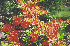 Coccinea Speciosa Azalea (Rhododendron x gandavense 'Coccinea Speciosa') at Stonegate Gardens