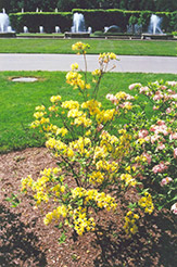 Nancy Waterer Azalea (Rhododendron x gandavense 'Nancy Waterer') at Stonegate Gardens
