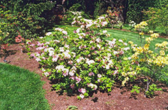 Cornielle Azalea (Rhododendron x gandavense 'Cornielle') at Stonegate Gardens