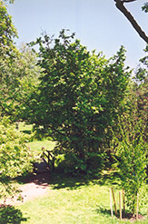 European Hazelnut (Corylus avellana) at Stonegate Gardens