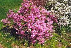 Sherwood Pink Rhododendron (Rhododendron 'Sherwood Pink') at Stonegate Gardens