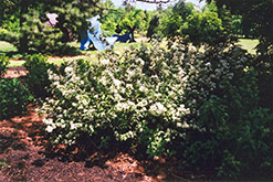 Lemoine Deutzia (Deutzia x lemoinei) at Stonegate Gardens