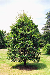 Common Alder (Alnus glutinosa) at Stonegate Gardens