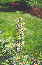 Elliott Blueberry (Vaccinium corymbosum 'Elliott') at Stonegate Gardens