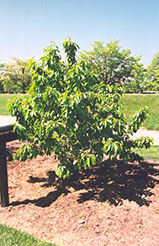Kristin Cherry (Prunus avium 'Kristin') at Stonegate Gardens