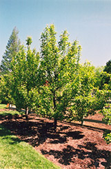 Magness Pear (Pyrus communis 'Magness') at Stonegate Gardens