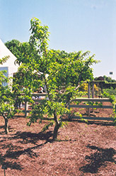 Cresthaven Peach (Prunus persica 'Cresthaven') at Stonegate Gardens